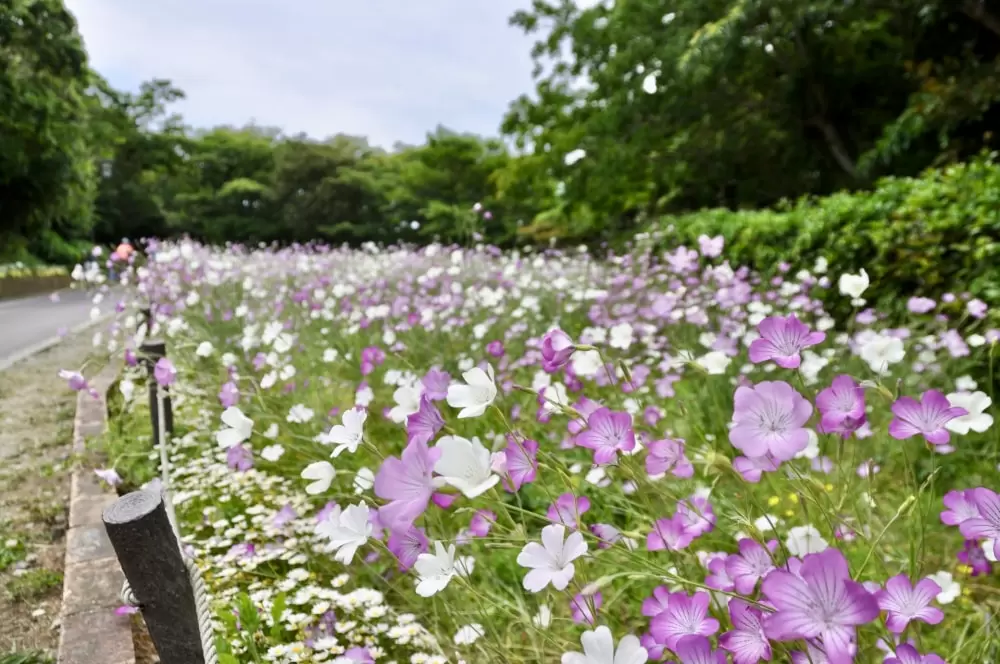 くりはま花の国の写真1