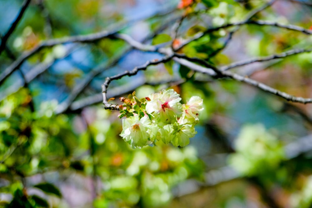 神奈川県立 三ツ池公園の写真2