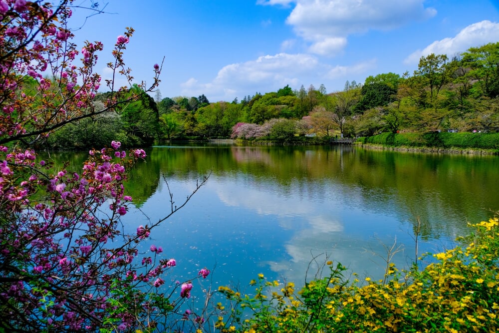 神奈川県立 三ツ池公園の写真3