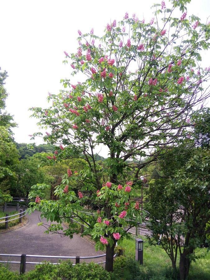 相模原麻溝公園の写真3