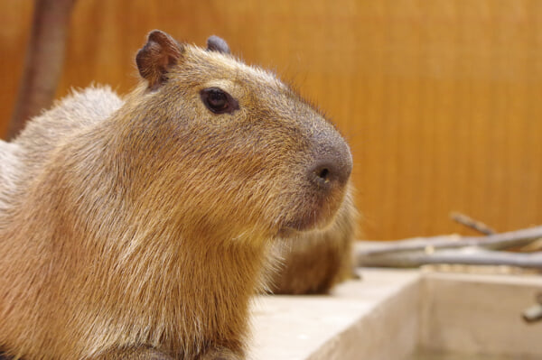 Moff animal world(MARK IS みなとみらい店)の写真2