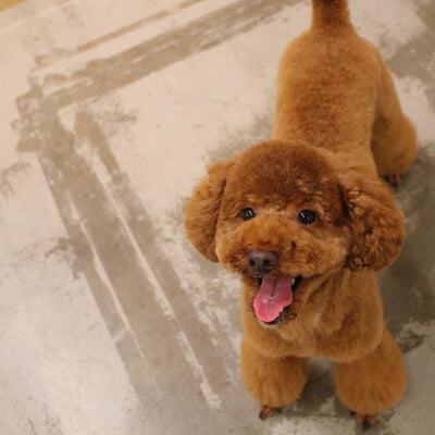 Moff animal world(MARK IS みなとみらい店)の写真3