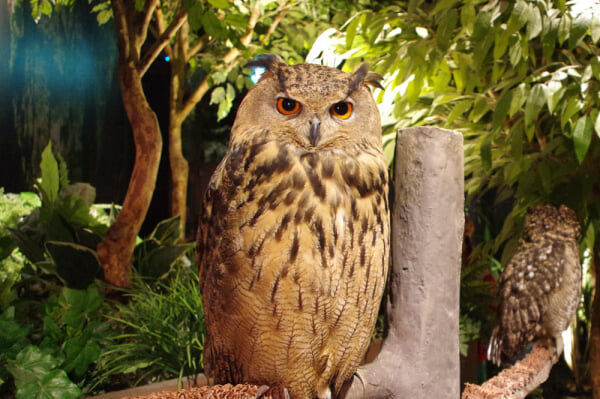 Moff animal world(MARK IS みなとみらい店)の写真1