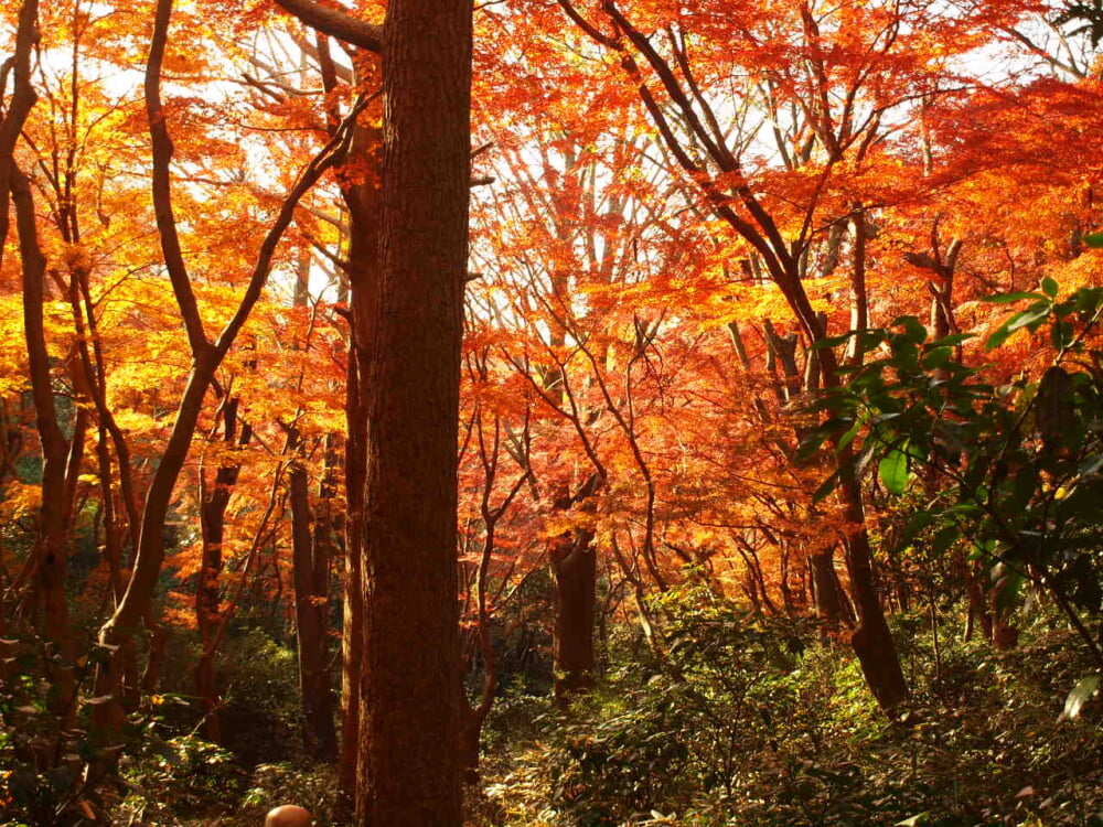 獅子舞谷の写真2
