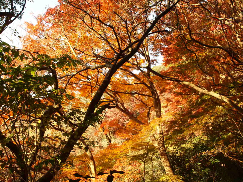 獅子舞谷の写真3