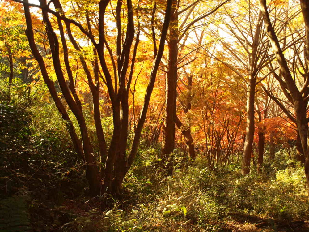 獅子舞谷の写真5