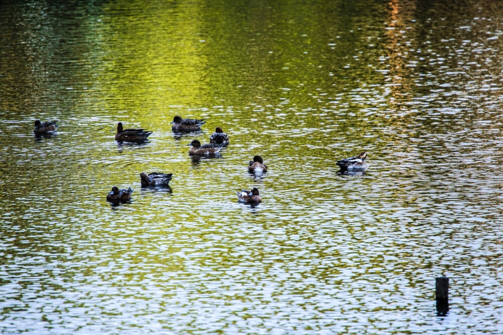 泉の森公園の写真4