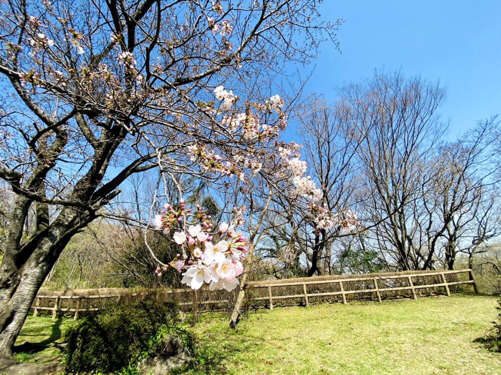 伊勢原市 総合運動公園の写真12