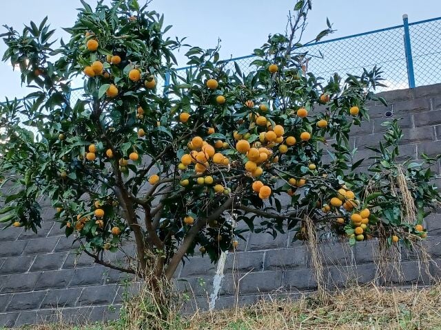 飯島みかん園の写真1