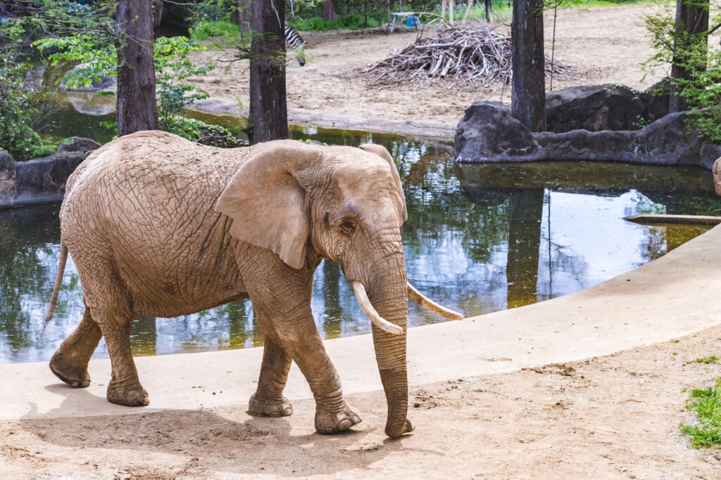 セルコホーム ズーパラダイス八木山の写真2