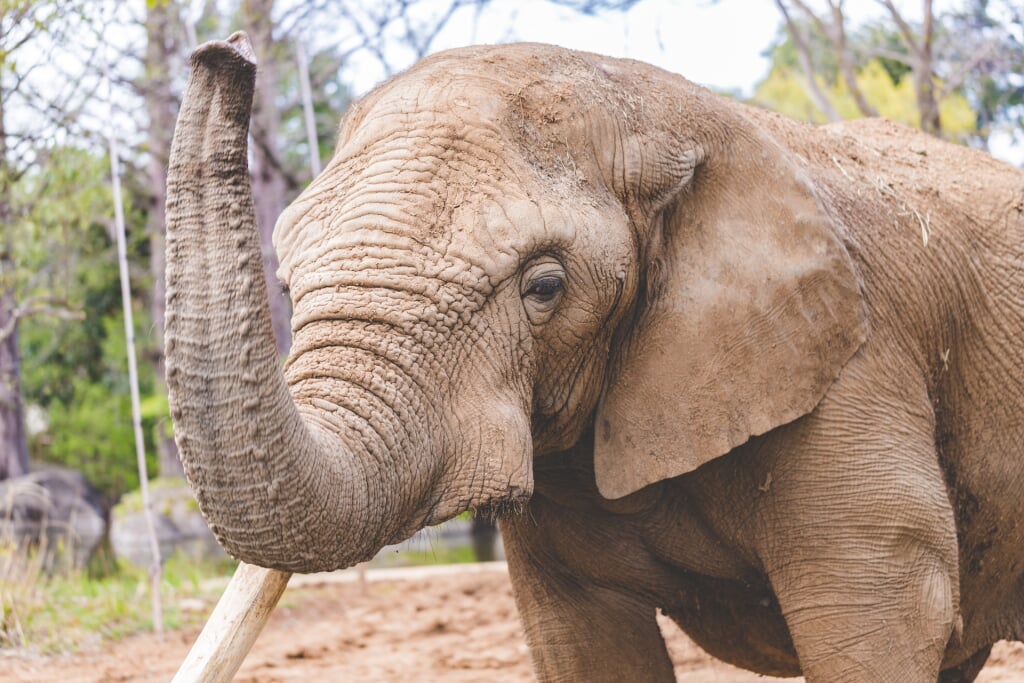 セルコホーム ズーパラダイス八木山の写真1