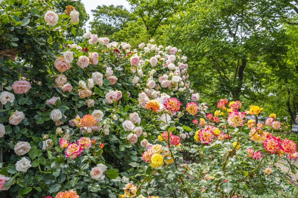 福岡市動植物園の写真3