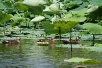 あいち健康の森公園