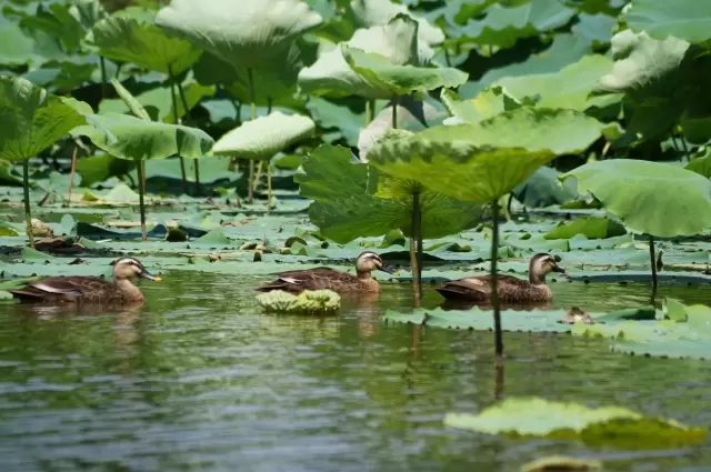 あいち健康の森公園の写真1