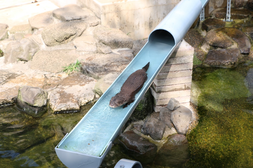 市川市動植物園の写真3