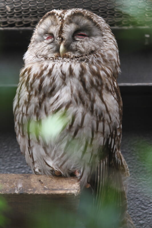 井の頭自然文化園の写真2