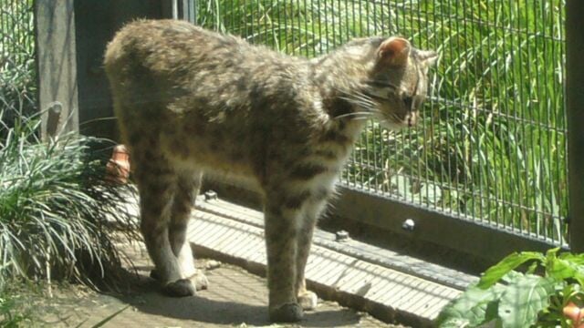 井の頭自然文化園の写真6