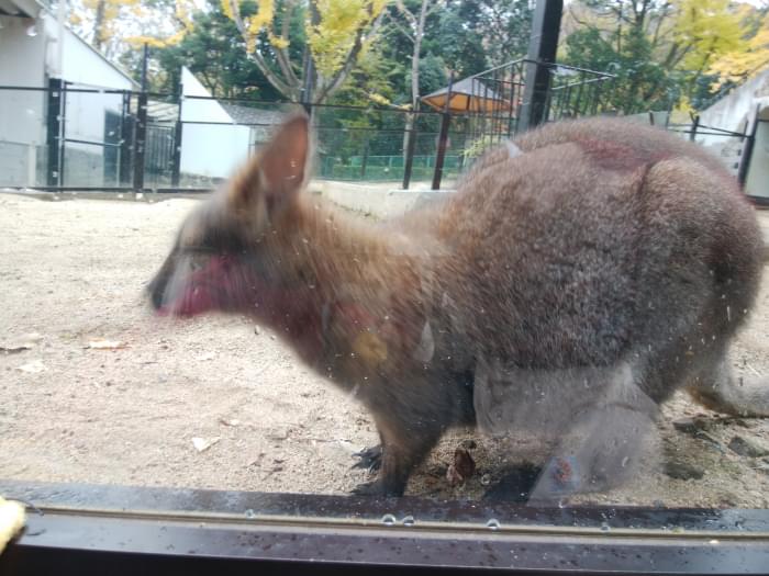 五月山動物園の写真3