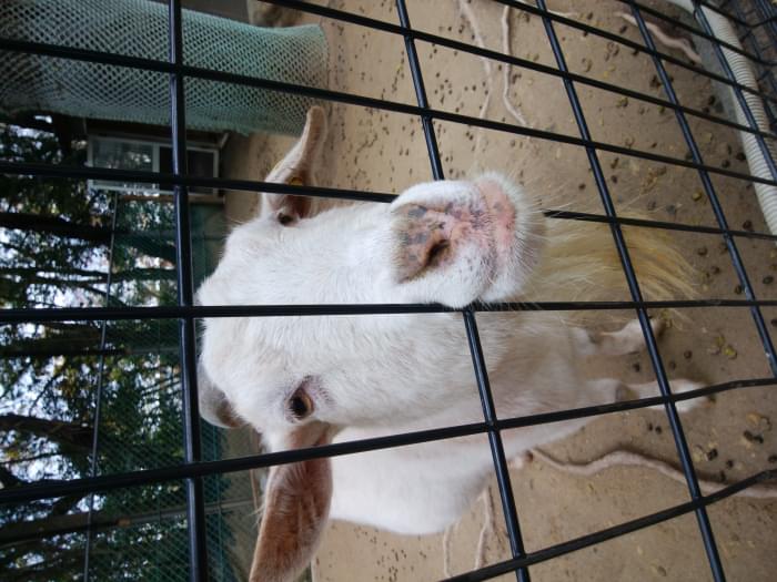 五月山動物園の写真4