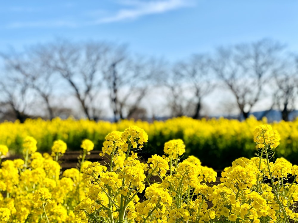 神奈川県立秦野戸川公園の写真3
