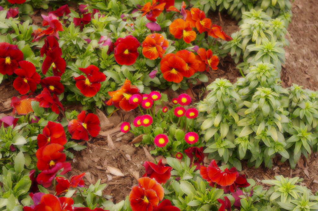 舎人公園の写真2