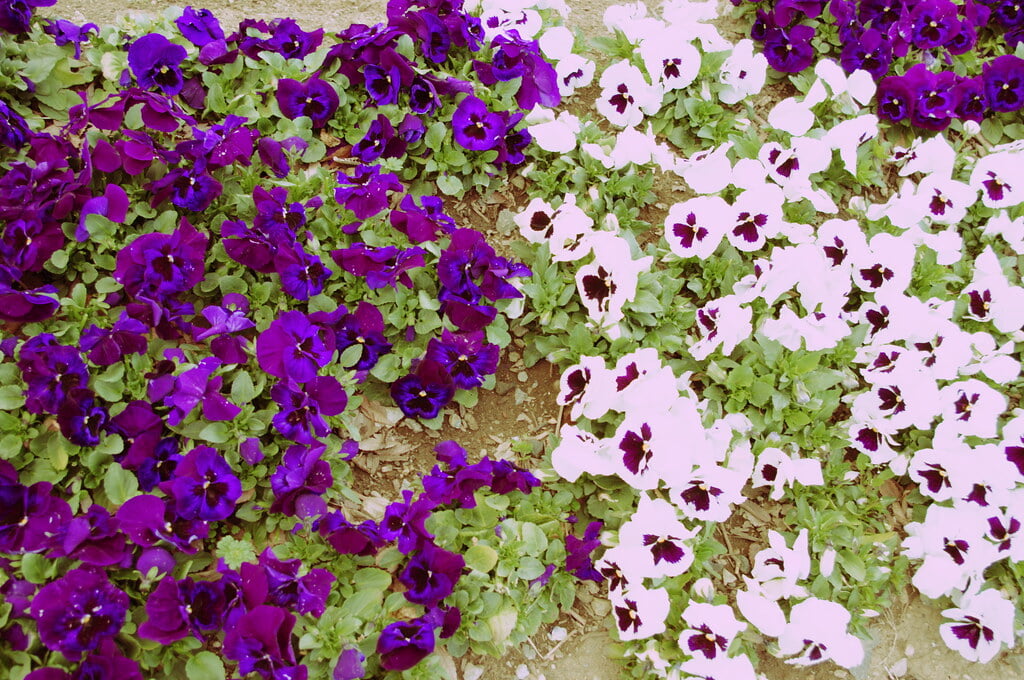 舎人公園の写真6