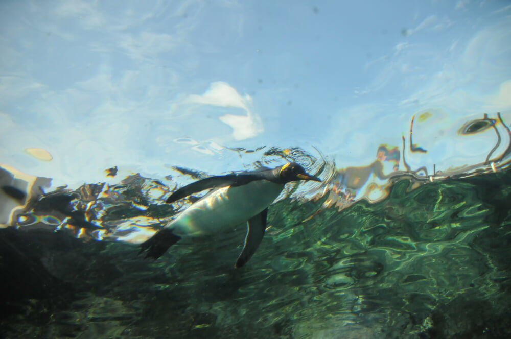 旭川市旭山動物園の写真5