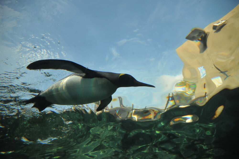 旭川市旭山動物園の写真6