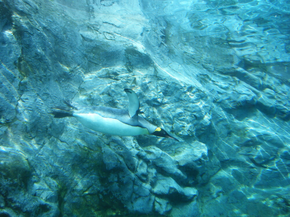 旭川市旭山動物園の写真7