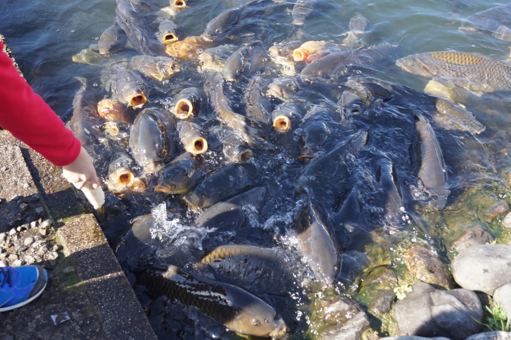 滋賀県南郷水産センターの写真2