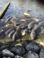 滋賀県南郷水産センター