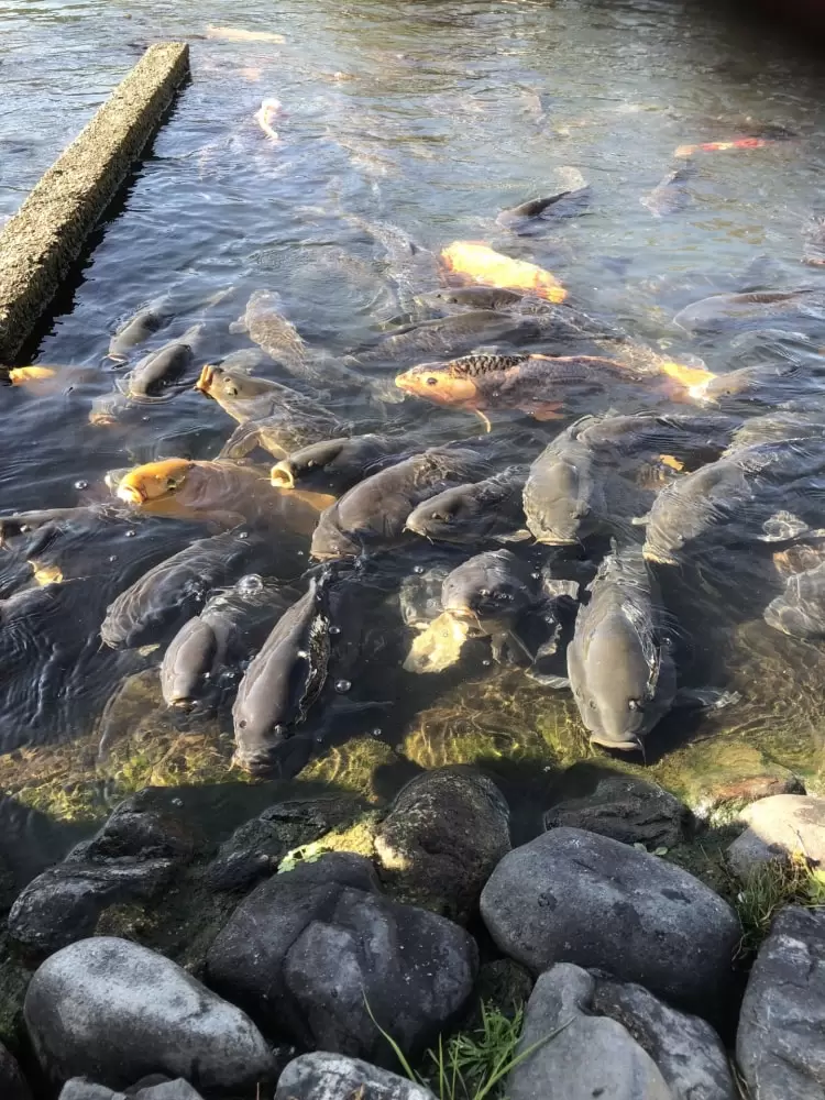滋賀県南郷水産センターの写真1
