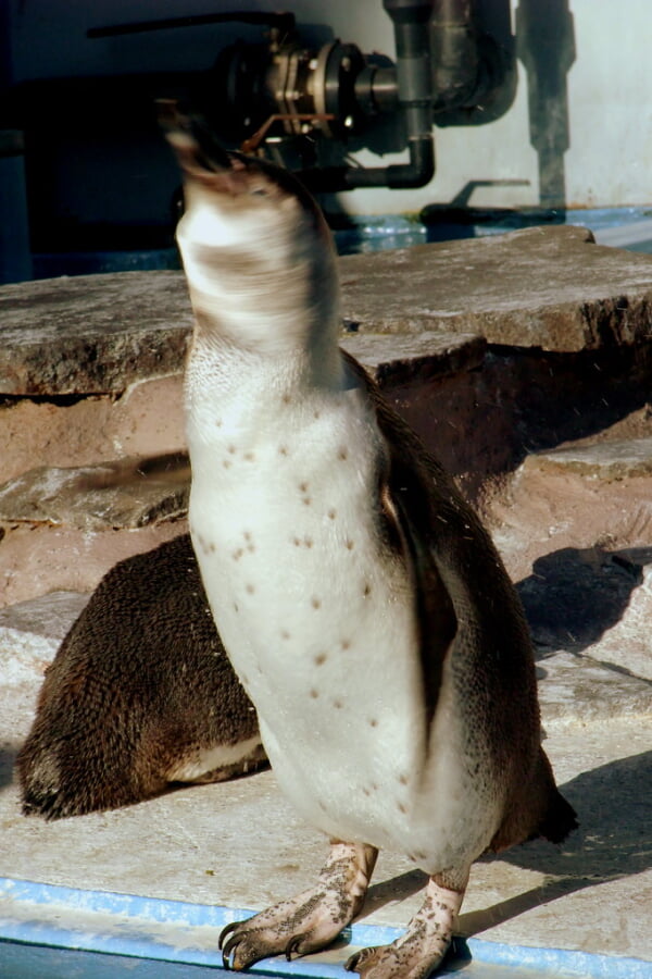 川崎市立 夢見ヶ崎動物公園の写真3