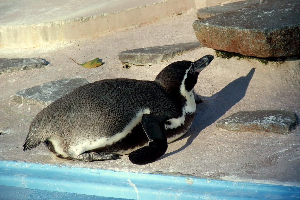 川崎市立 夢見ヶ崎動物公園の写真4