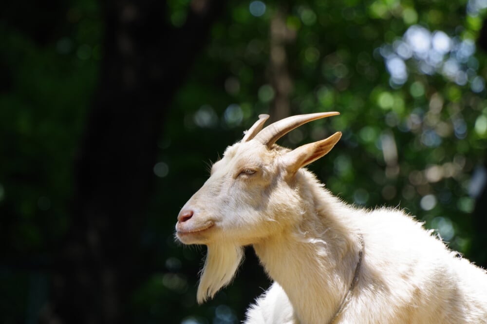 川崎市立 夢見ヶ崎動物公園の写真5