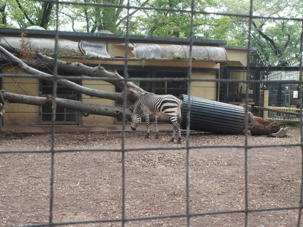 川崎市立 夢見ヶ崎動物公園の写真7