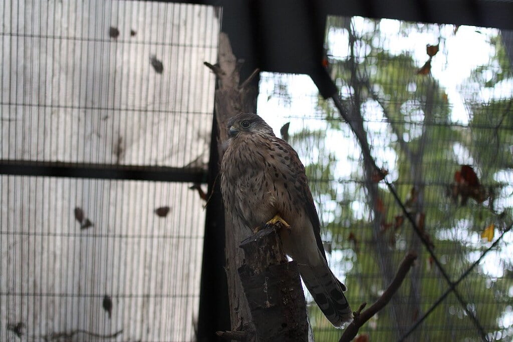 川崎市立 夢見ヶ崎動物公園の写真9
