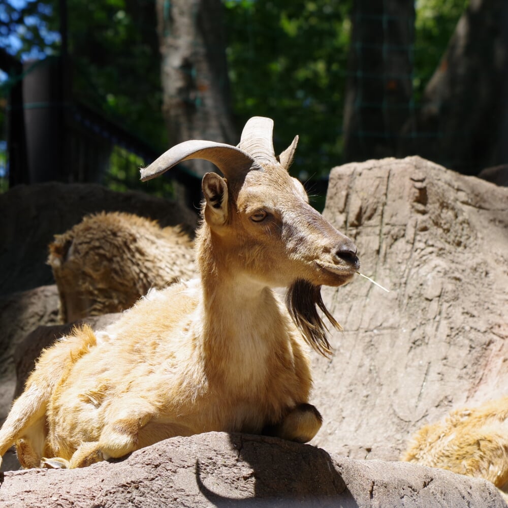 川崎市立 夢見ヶ崎動物公園の写真1