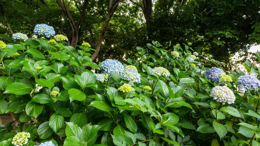 大宮公園の写真2