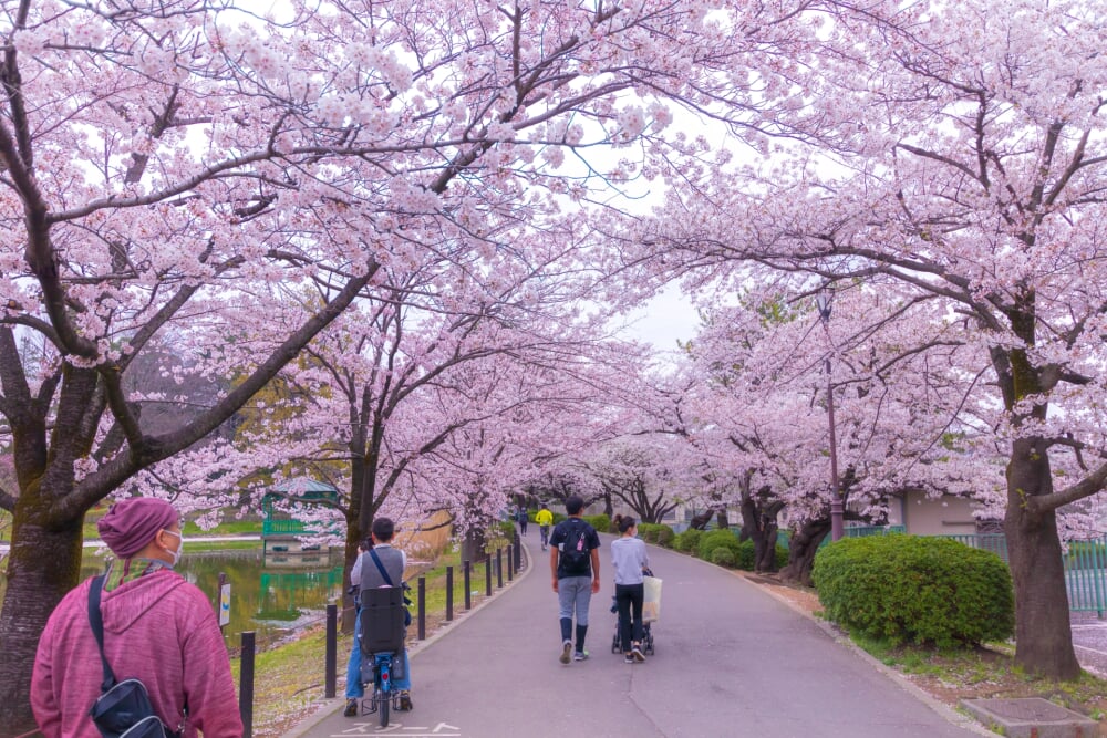 大宮公園の写真5