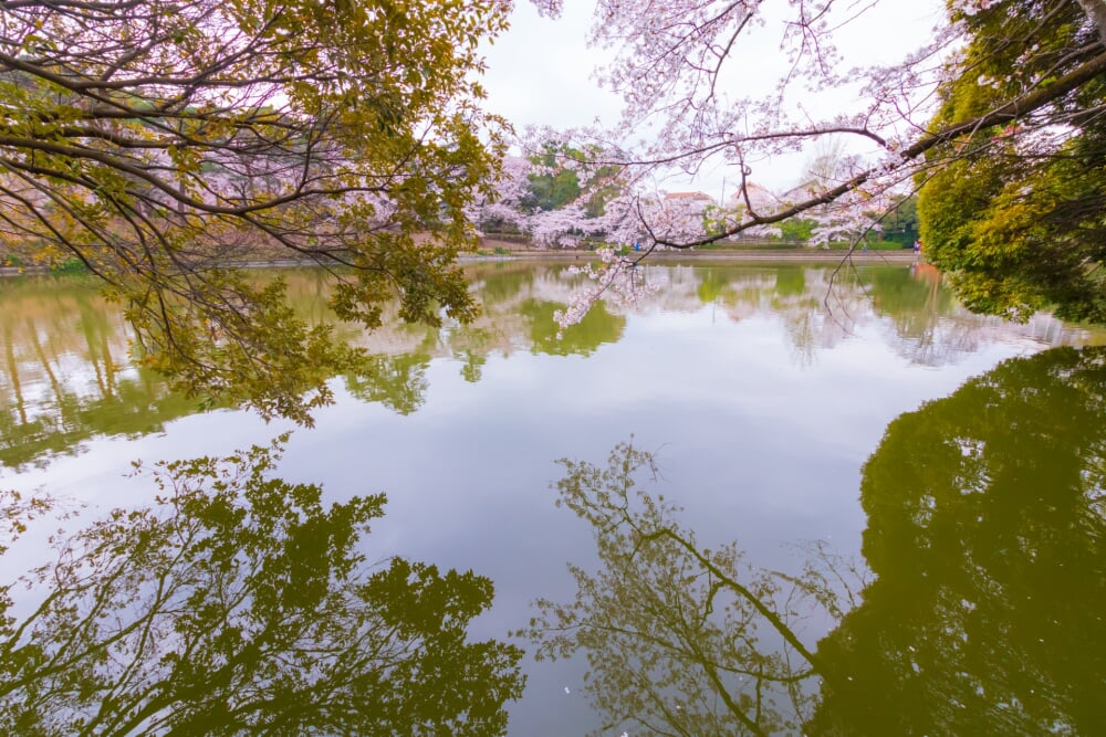 大宮公園の写真6