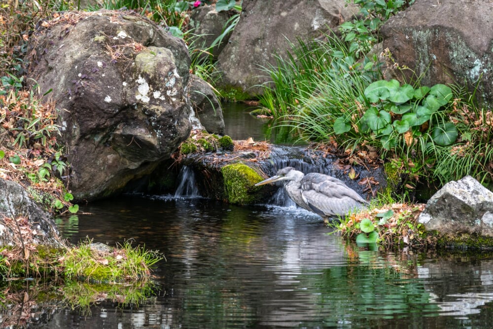 大宮公園の写真10