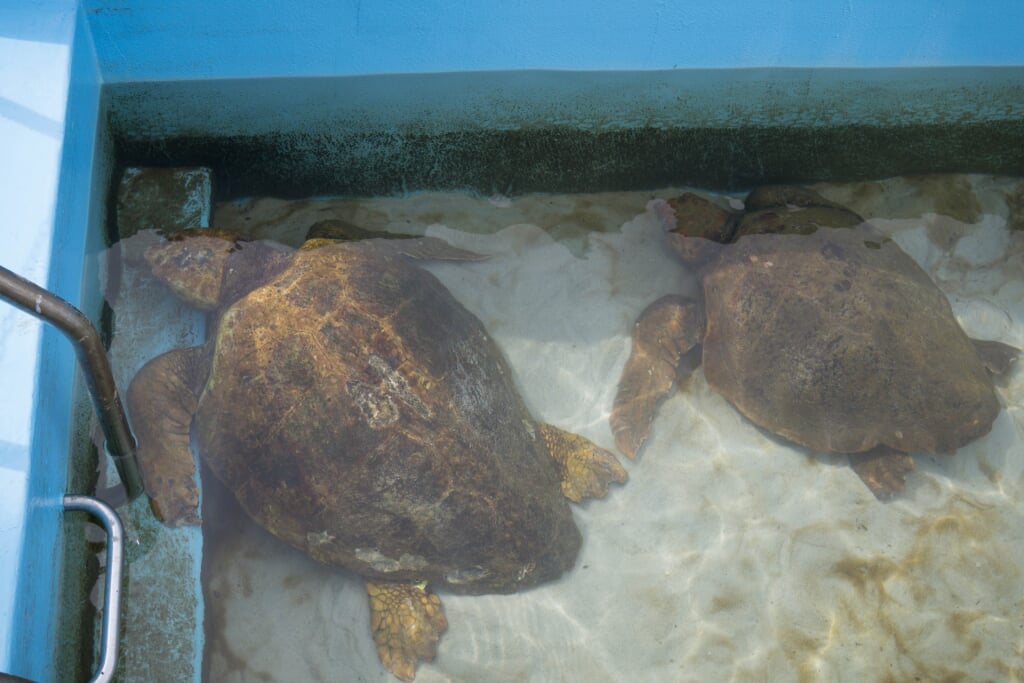 むろと廃校水族館の写真2