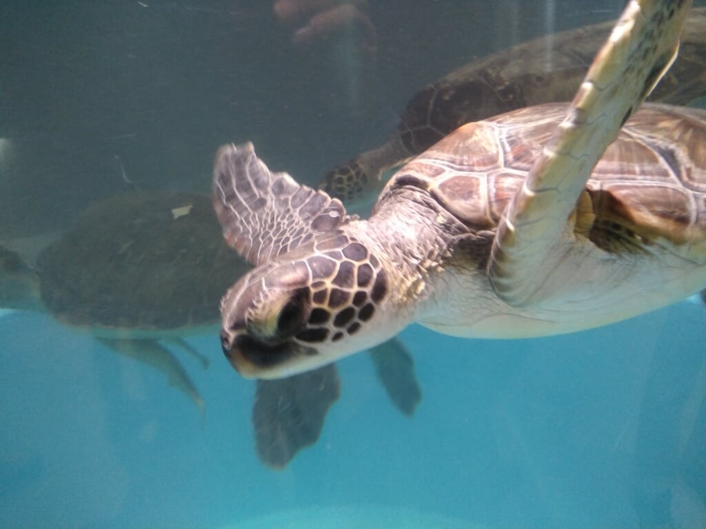 むろと廃校水族館の写真3