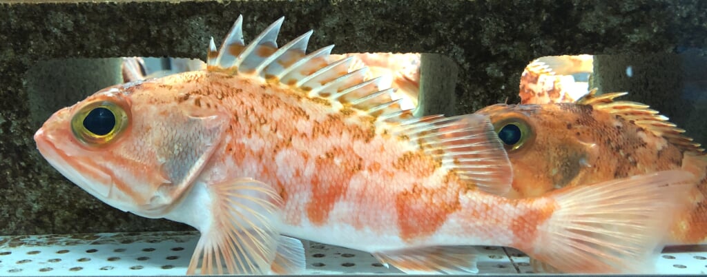 むろと廃校水族館の写真7