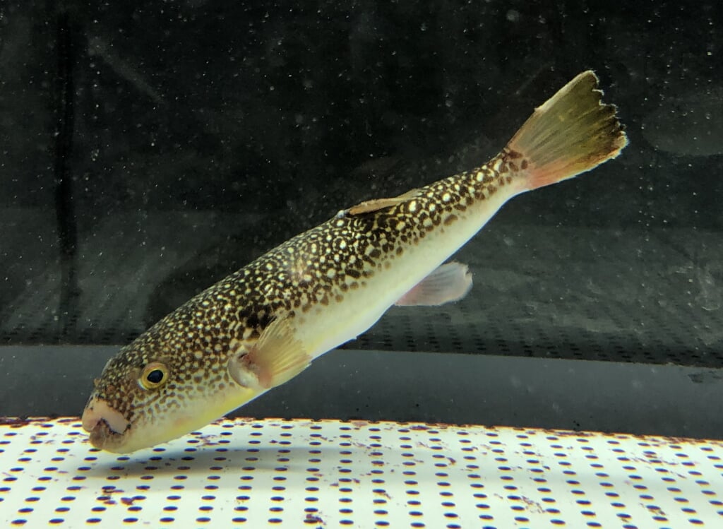 むろと廃校水族館の写真8