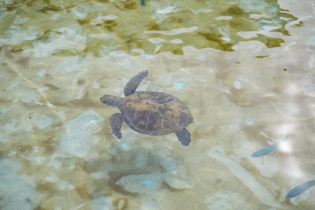 むろと廃校水族館の写真9