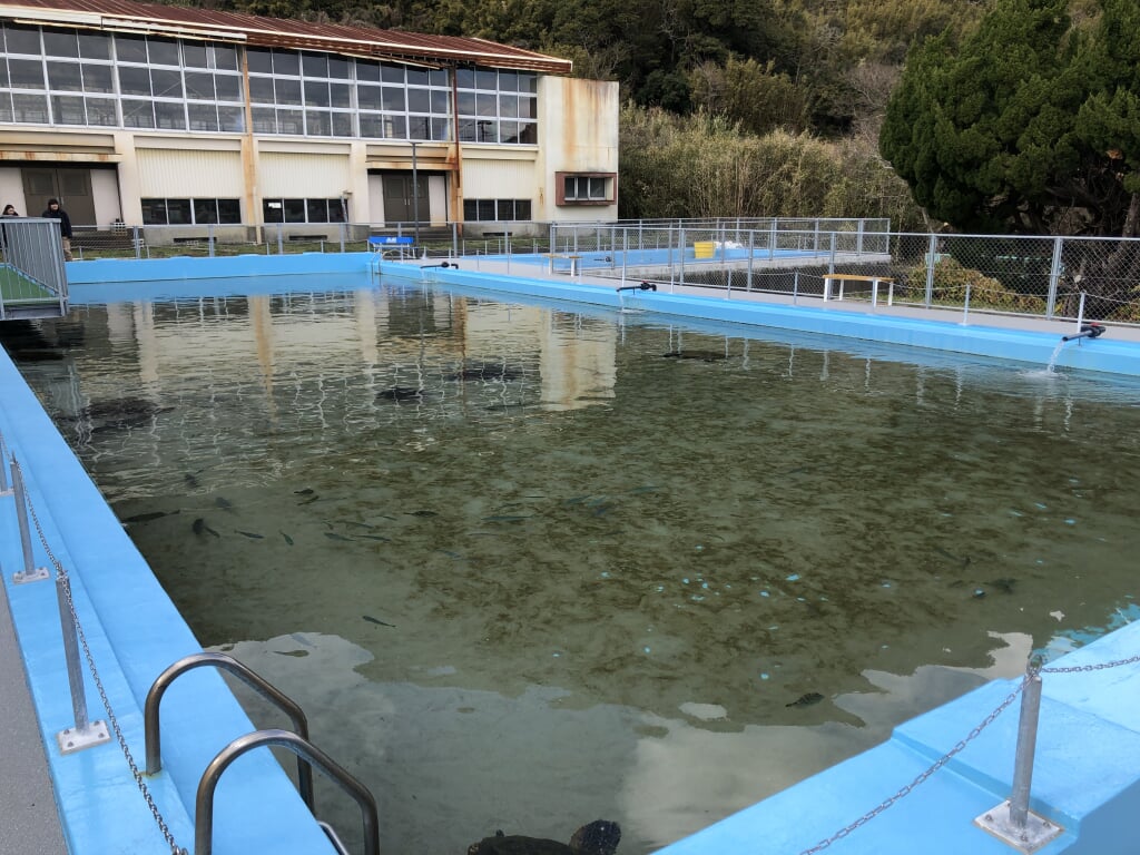 むろと廃校水族館の写真10
