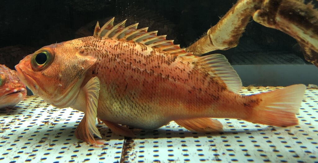 むろと廃校水族館の写真11