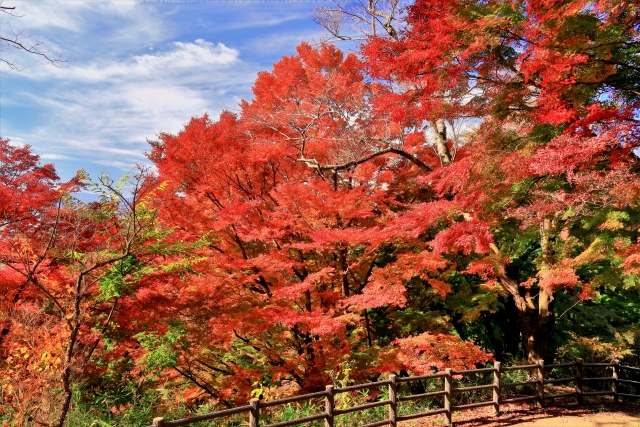 宮城県 県民の森の写真2